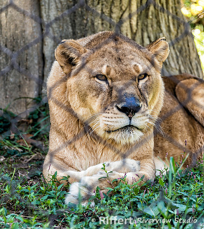 Mesker Park Zoo-12