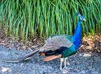 Mesker Park Zoo-13