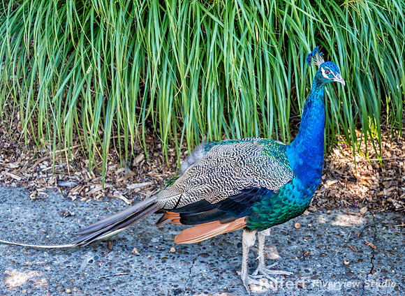 Mesker Park Zoo-13
