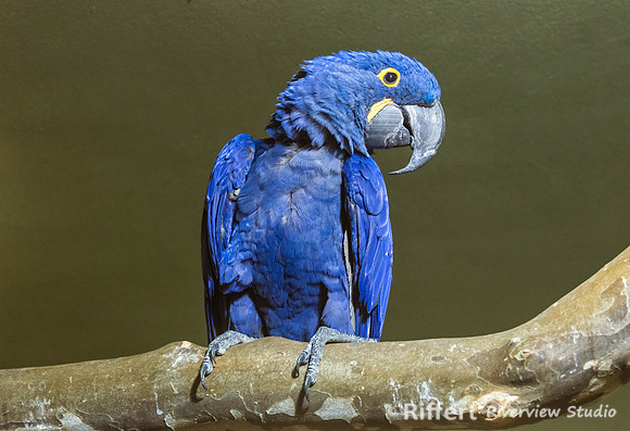 Mesker Park Zoo-14