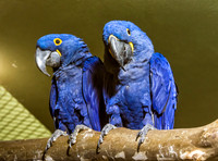 Mesker Park Zoo-15