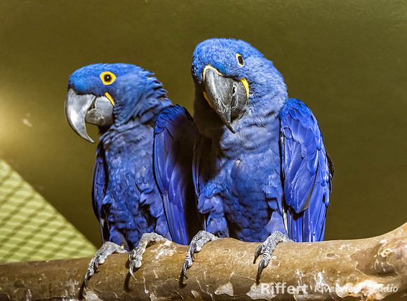 Mesker Park Zoo-15