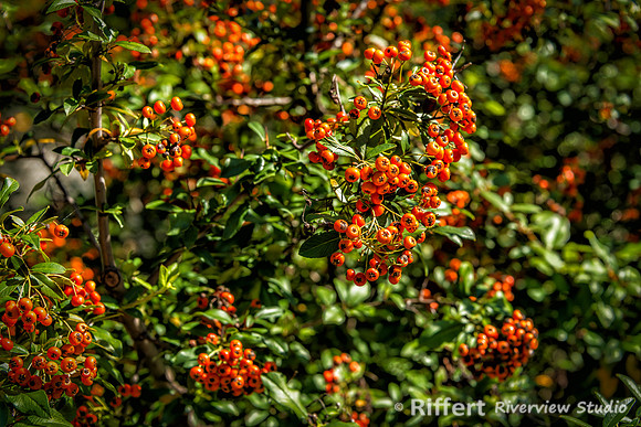 Mesker Park Zoo-19