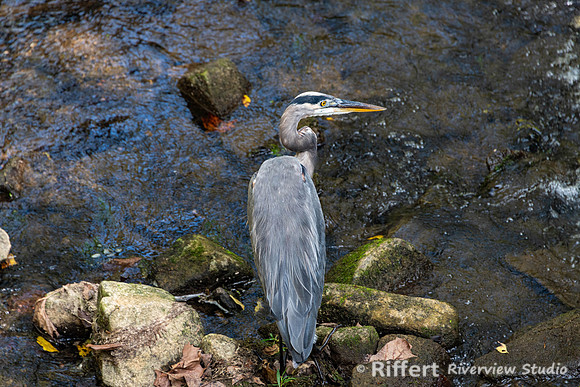 Spring Mill State Park-7