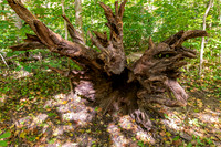 Turkey Run State Park-13