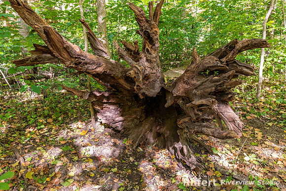 Turkey Run State Park-13