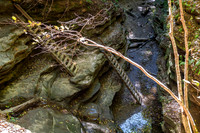 Turkey Run State Park-15