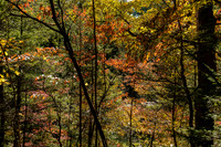 Turkey Run State Park-19