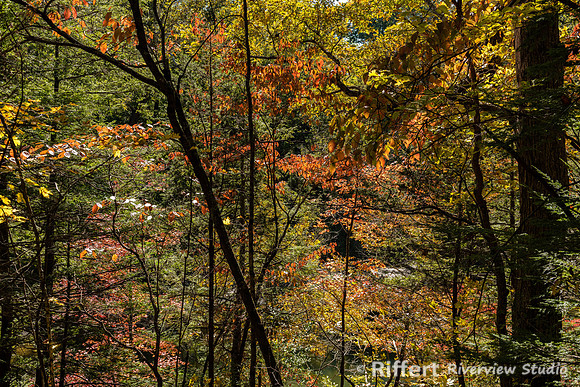 Turkey Run State Park-19
