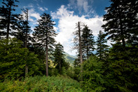 Smokey Mountains