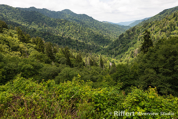 Newfound Gap Road