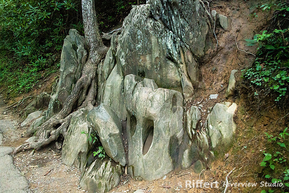 Laurel Falls Trail