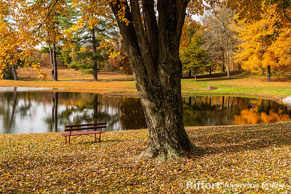 Autumn Reflections