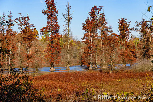 Bald Cypress Trees