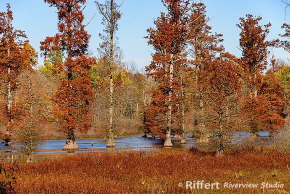 Bald Cypress Trees