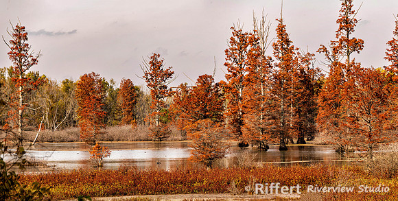Cypress Trees