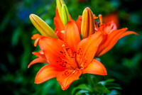 Asian Lily in bloom