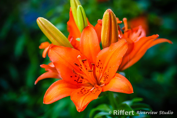 Asian Lily in bloom