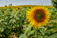 Sunflowers