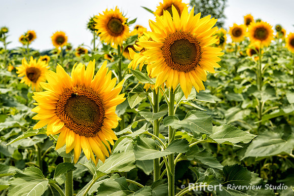 Sunflowers