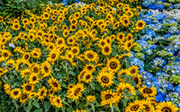 Flower Garden at Bellagio
