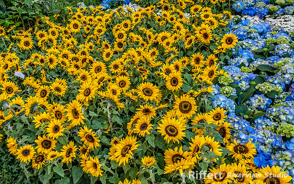 Flower Garden at Bellagio