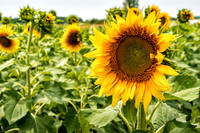 Sunflowers