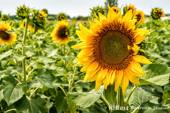 Sunflowers
