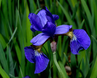 Master Garden