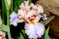 Master Garden