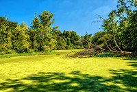 Howell Wetlands