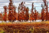Cypress Trees