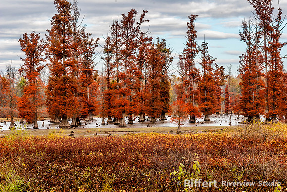Cypress Trees