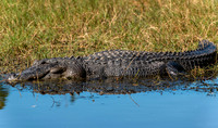 Ten Thousand Islands National Wildlife Refuge