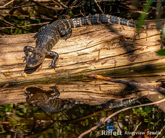 Big Cypress Bend Boardwalk