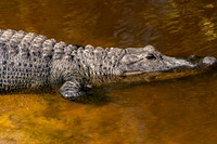 Big Cypress Bend Boardwalk