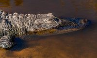 Big Cypress Bend Boardwalk