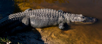 Big Cypress Bend Boardwalk