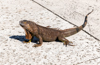 Vizcaya Museum & Gardens