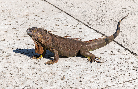 Vizcaya Museum & Gardens
