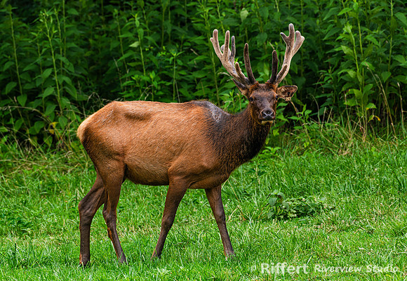 Elk & Bison Prairie