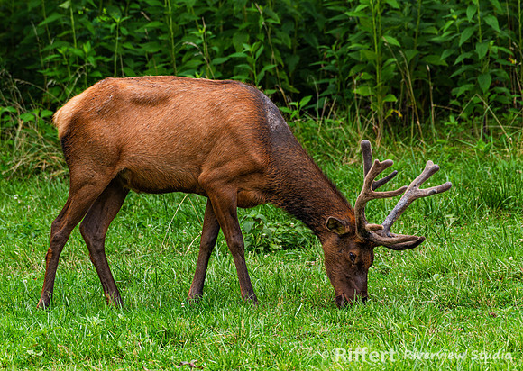 Elk & Bison Prairie