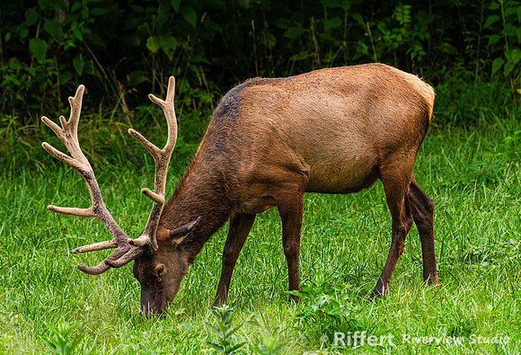 Elk & Bison Prairie