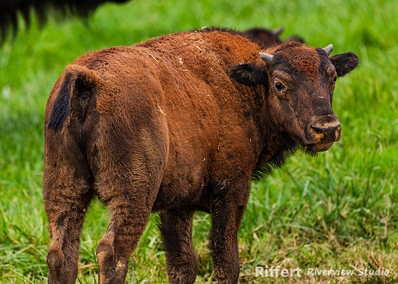 Elk & Bison Prairie