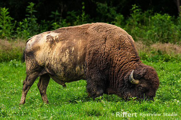 Elk & Bison Prairie