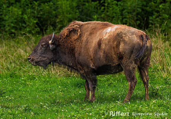 Elk & Bison Prairie