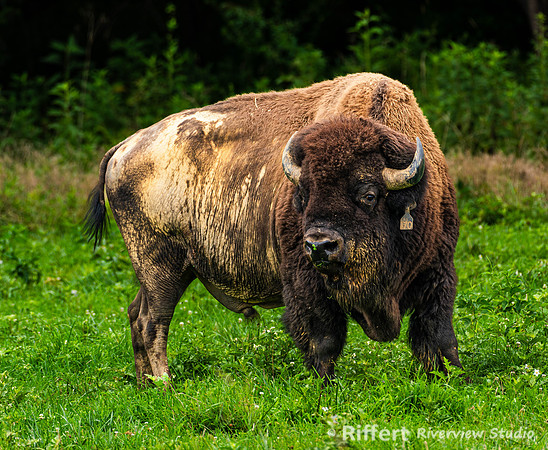 Elk & Bison Prairie
