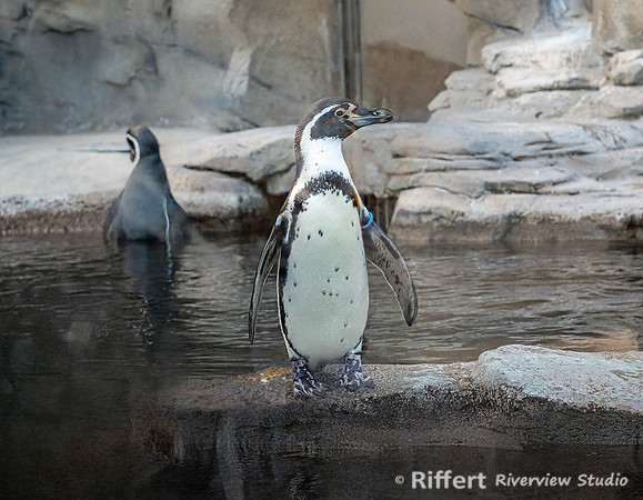Penquins of Patagonia