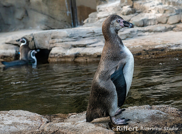 Penquins of Patagonia