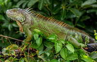 Wildlife